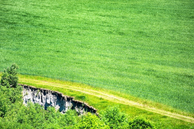 Champ de blé vert avec forêt à proximité et route de campagne passant par