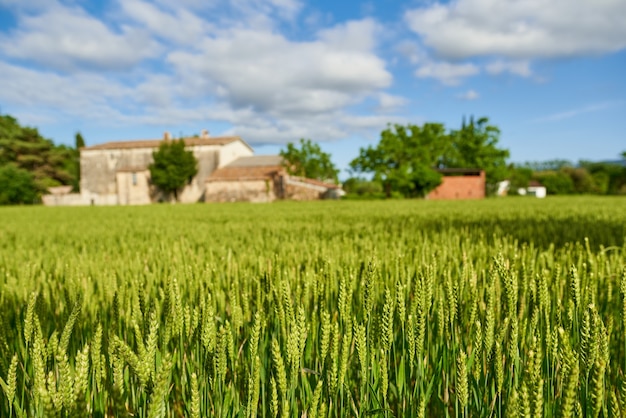 Champ de blé vert et journée ensoleillée à la ferme agricole