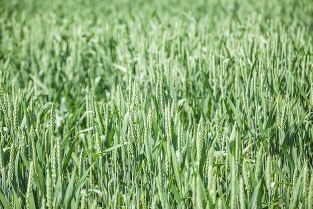 Champ de blé vert sur une journée d'été ensoleillée