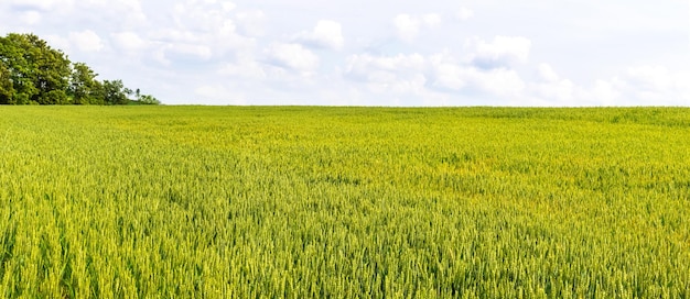 Le champ de blé vert pendant la maturation du blé