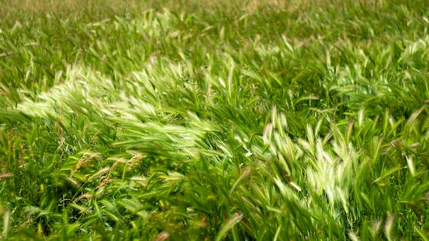 un champ de blé vert près d'une ferme vue de dessus