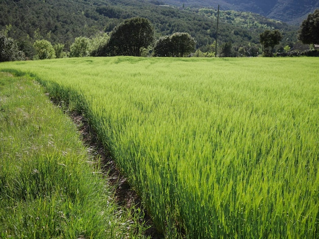 Champ de blé vert avec un sentierxA