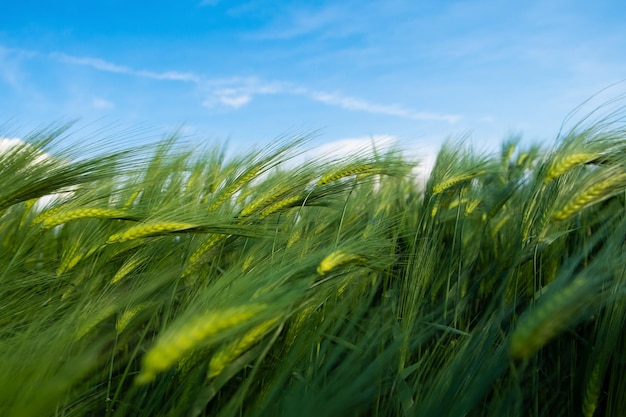Photo champ de blé vert sous ciel bleu paysage rural agricole en journée ensoleillée