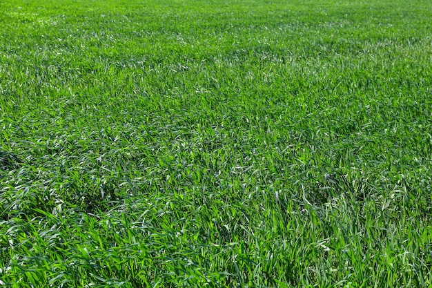 Photo champ de blé vert