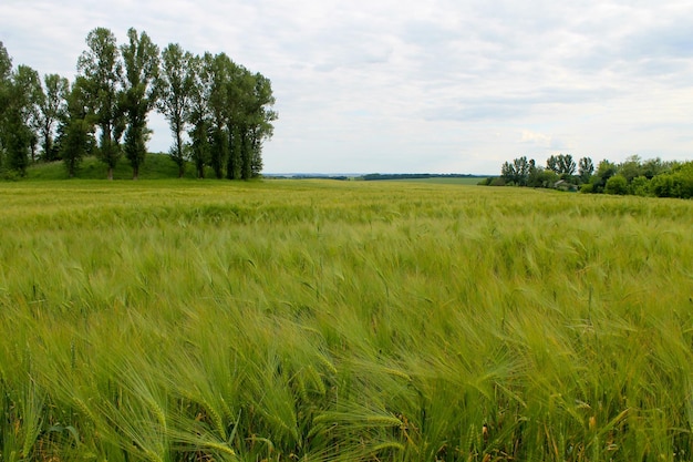 Champ de blé vert