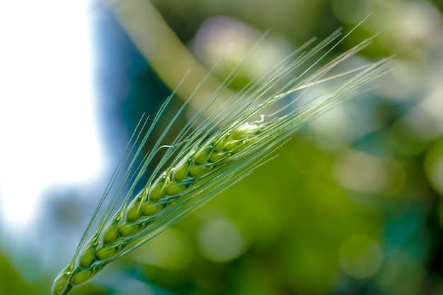 champ de blé vert