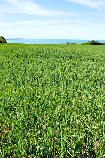 Champ de blé