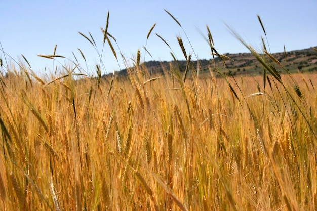 Champ de blé