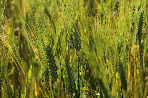 Champ de blé