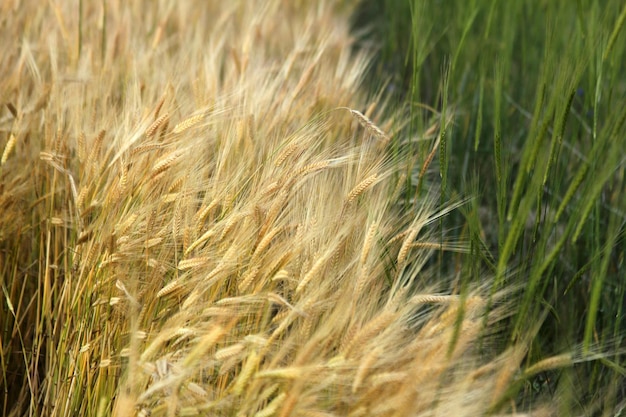 Champ de blé