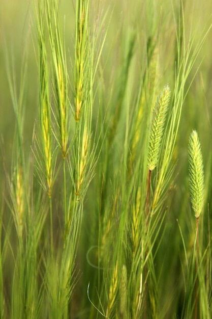 Champ de blé