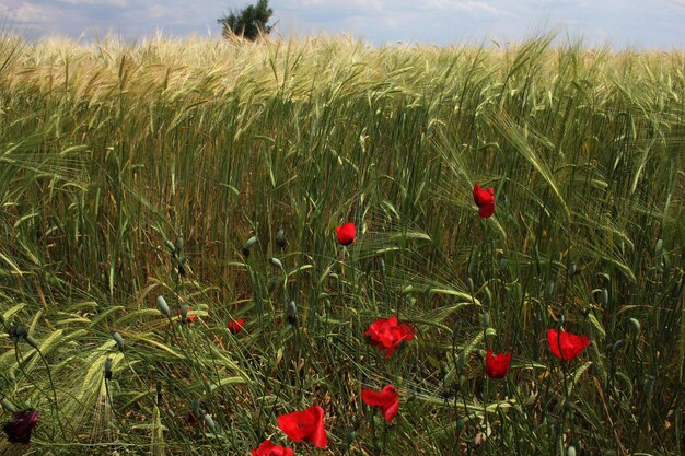 Champ de blé