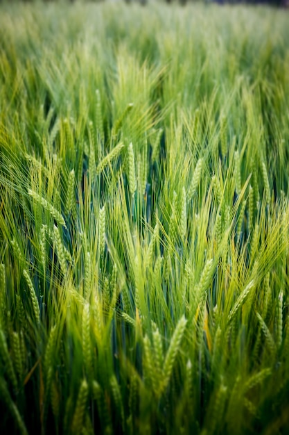 Champ de blé