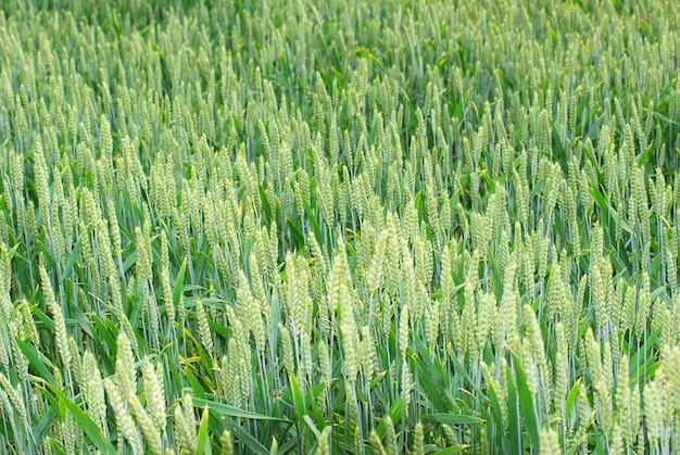 Champ de blé