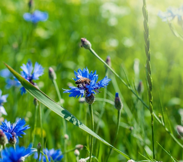 champ bleuet nature été