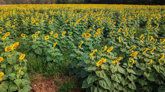 champ de bloooming, paysage de ferme de tournesol