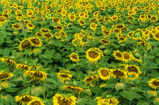 champ de bloooming, paysage de ferme de tournesol