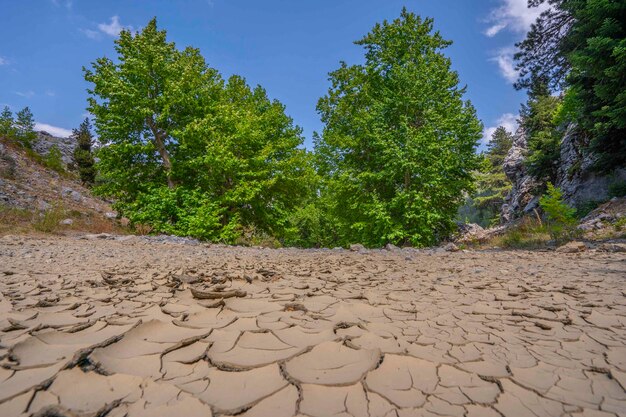 Un champ de boue fissuré, fissuré, fissuré, fissuré, fissuré, avec des arbres en arrière-plan.