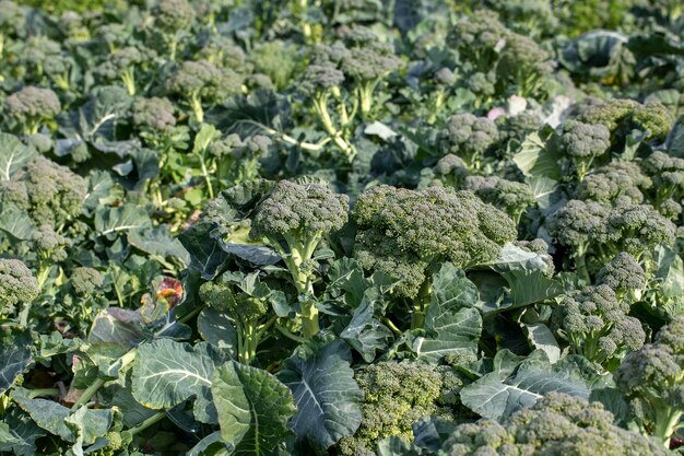 Champ de brocoli naturel cultivé à Izmir - Menemen - plaine d'Emiralem , Le brocoli mature est cultivé dans un champ à l'extérieur.