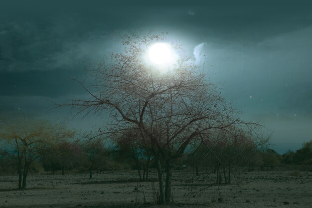 Champ avec brouillard au clair de lune