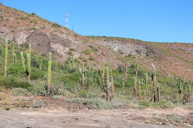 Un champ de cactus au pied d'une colline.