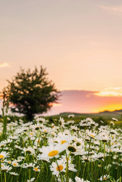 Champ de camomille au coucher du soleil