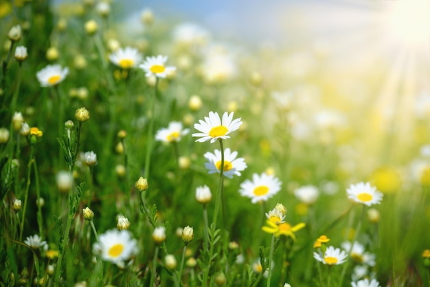 Champ de camomille fleurs frontière été fond belle scène de la nature avec floraison médicale