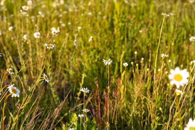 Champ de camomille pré avec fleurs d'été et herbe verte