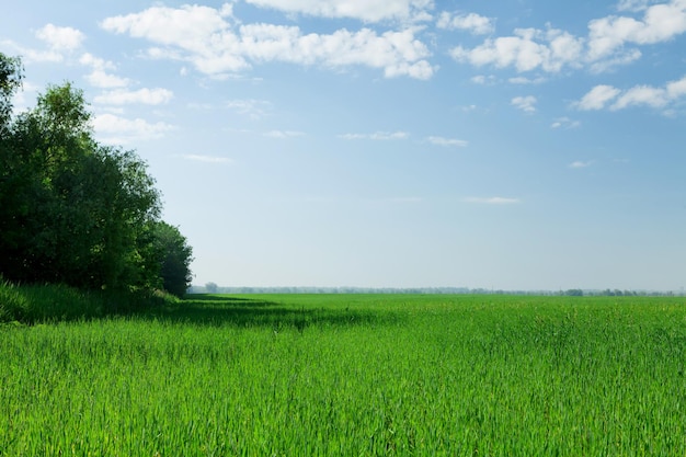 Champ de campagne et forêt