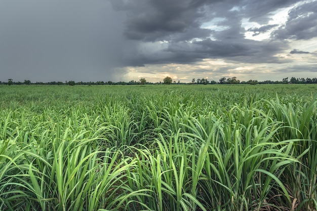 Champ de canne à sucre après la pluie