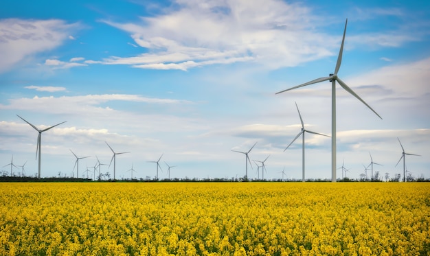 Champ de canola jaune en fleurs avec des éoliennes en arrière-plan dans la campagne