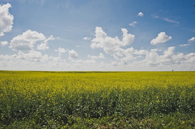 Champ de canola sans fin et ciel bleu 1846