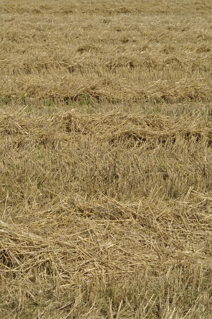 Photo champ de céréales après la récolte