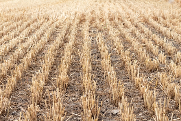 Champ de céréales, blé, céréales après la récolte