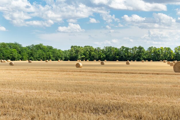 Champ de céréales de blé d'orge de céréales récoltées, avec des meules de foin ballots de paille forme ronde sur le ciel bleu nuageux