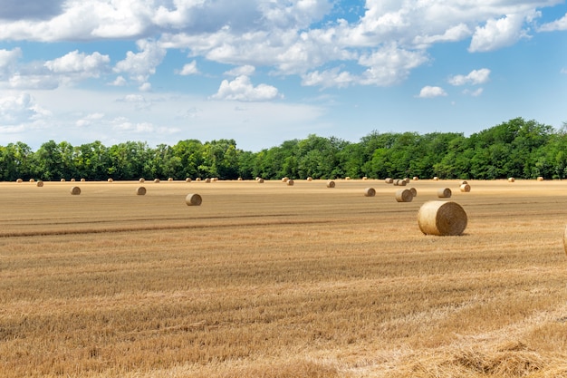 Champ de céréales de blé, d'orge et de seigle récoltées