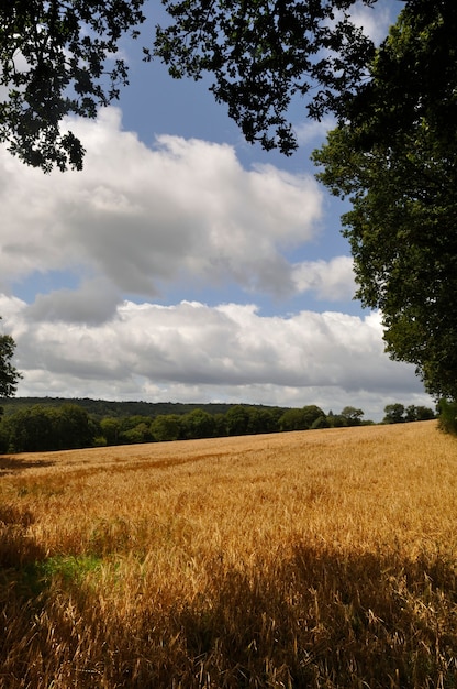 Champ de céréales dans un bocage