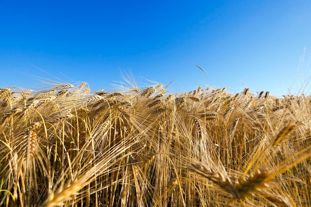 Champ de céréales en été