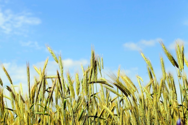 Champ de céréales immatures