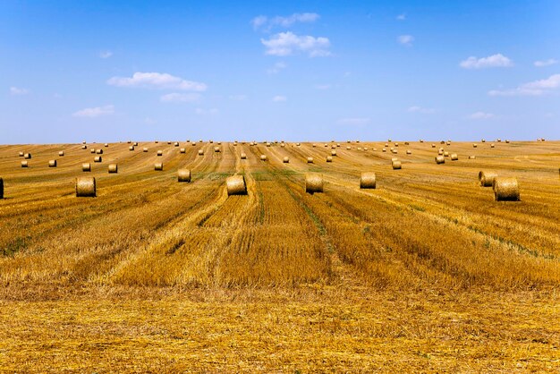 Champ de céréales matures