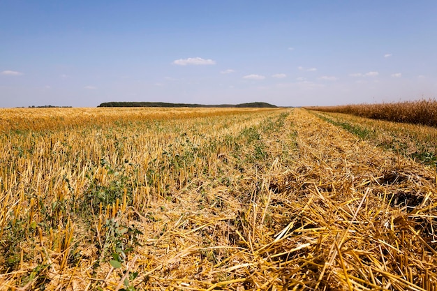 Champ de céréales matures