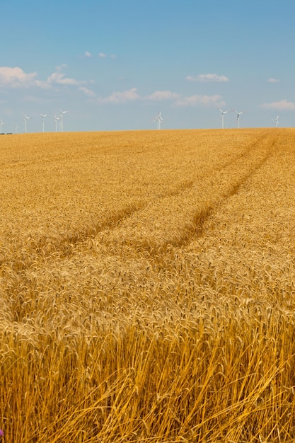 Champ de céréales mûres Shot filtré avec une mise au point sélective