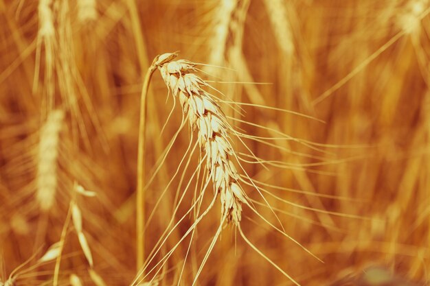 Champ de céréales mûres tourné avec une mise au point sélective