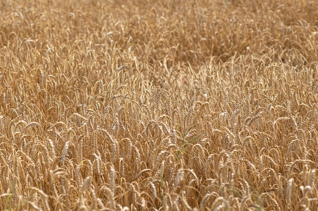 Champ de céréales par une journée ensoleillée