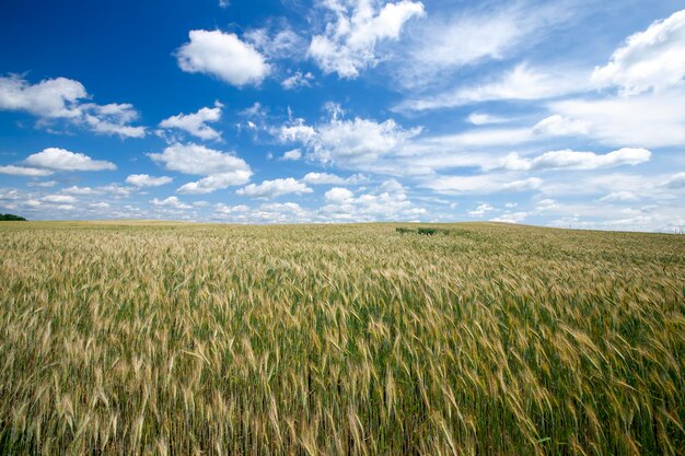 Champ de céréales vertes avec du blé en été