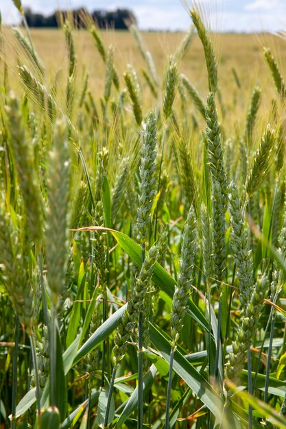 Champ de céréales vertes avec du blé en été