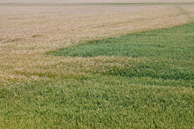 Champ de céréales vertes avec du blé en été