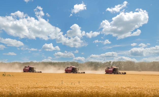 Champ de céréales