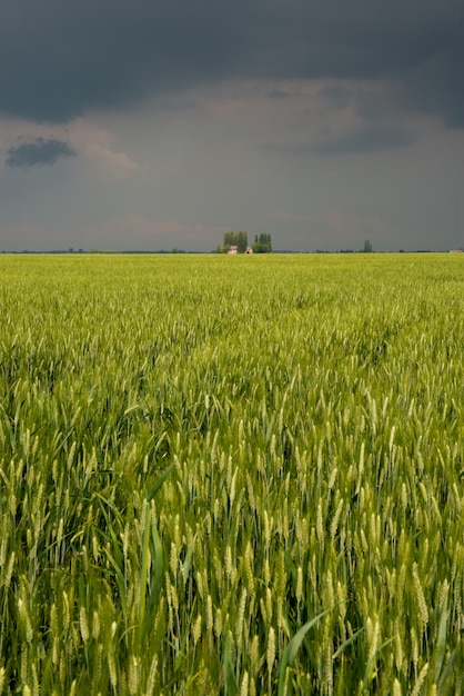 Champ de céréales