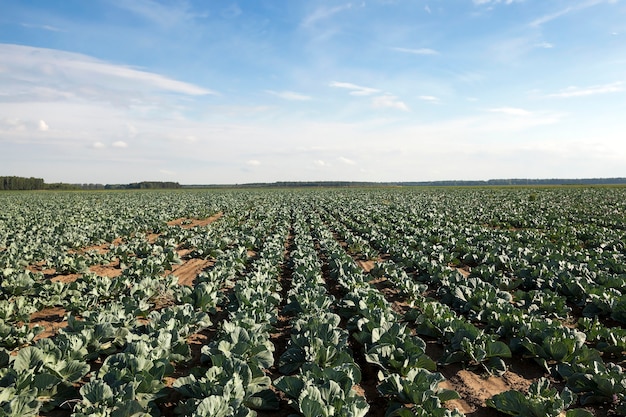 Champ de chou, champ agricole de printemps sur lequel poussent le jeune chou vert, saison de printemps